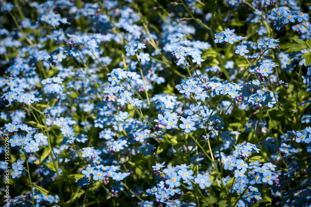 Obraz premium forget-me-nots