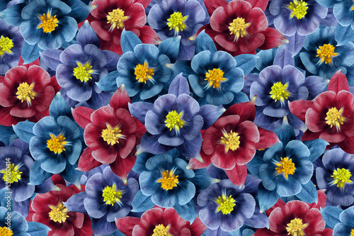 Floral background. Blue-turquoise-red flowers .  floral collage.  Flower composition. Nature.