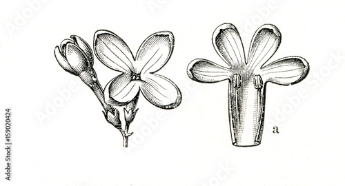 Flowers of Syringa (from Meyers Lexikon, 1896, 13/160) photo