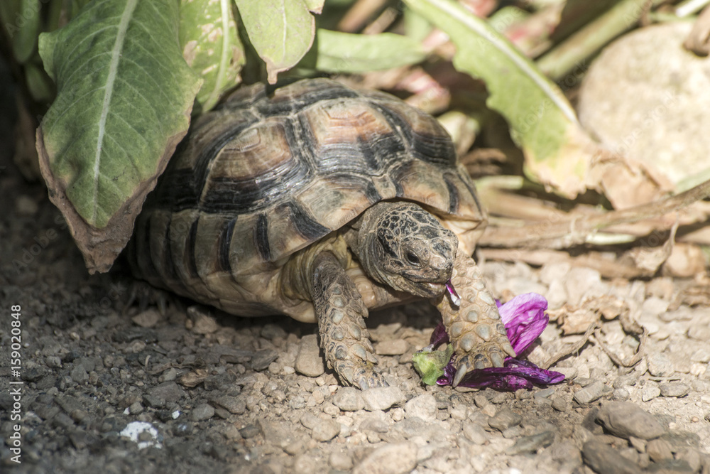 Turtle Testudo Marginata european landturtle eating purple flower closeup wildlife Turtle Testudo Marginata european landturtle eating purple flower closeup wildlife