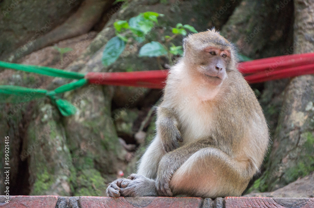 Obraz premium Monkey looking bored while scratching its belly