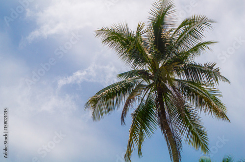 Beautiful palm tree in the tropical sun  with text space 