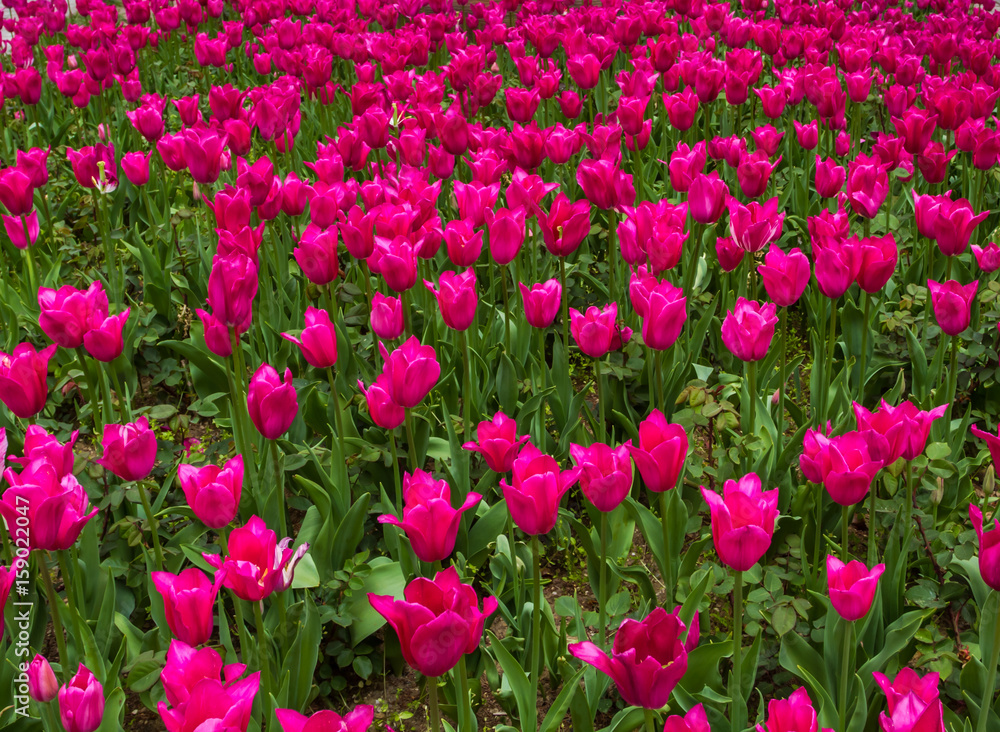 Multicolored tulips blossomed in spring in Turkey Multicolored tulips blossomed in spring in Turkey
