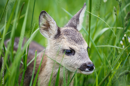 Fototapeta Naklejka Na Ścianę i Meble -  Young wild roe deer in grass, Capreolus capreolus. New born roe deer, wild spring nature.