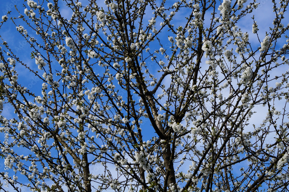 Blooming tree with white flowers Blooming tree with white flowers