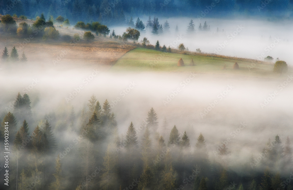 Fototapeta premium foggy morning