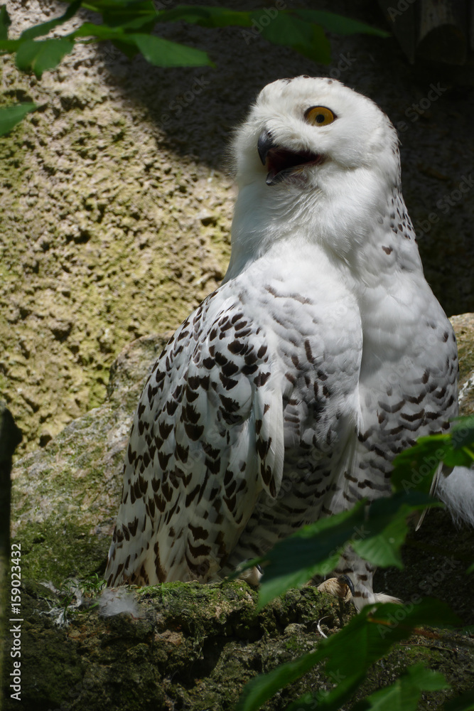 snow owl snow owl