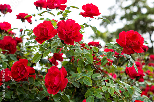 Red Rose on the Branch in the Garden 