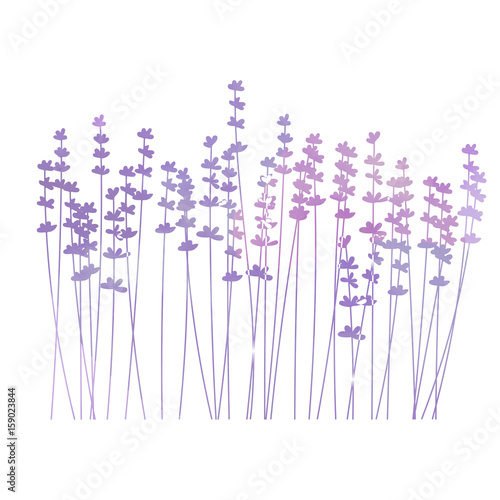 Vector floral background with lavender flowers in a row. Black silhouettes on white background.  Perfect for invitation cards, posters, banners, web design.