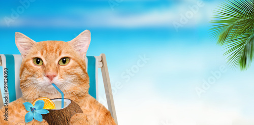 Cat sitting on deckchair and enjoying a cocktail  relaxing sitting on deckchair in the sea background. © Rasulov