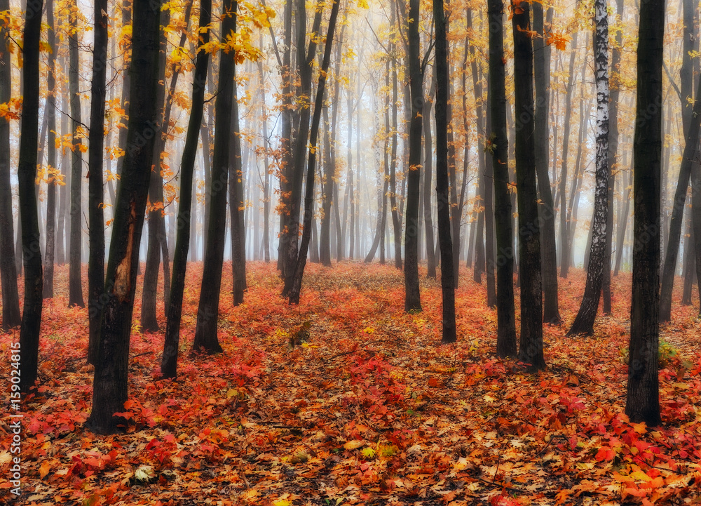 Fototapeta premium autumn forest