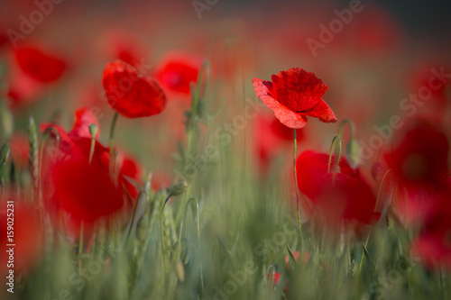 Field Of Wild Red Poppy, Shot With Shallow Depth Of Focus, On Wheat Field In The Sun. Red Poppy Close-Up Among Wheat. Picturesque Single Wild Poppy. Poppies Field.