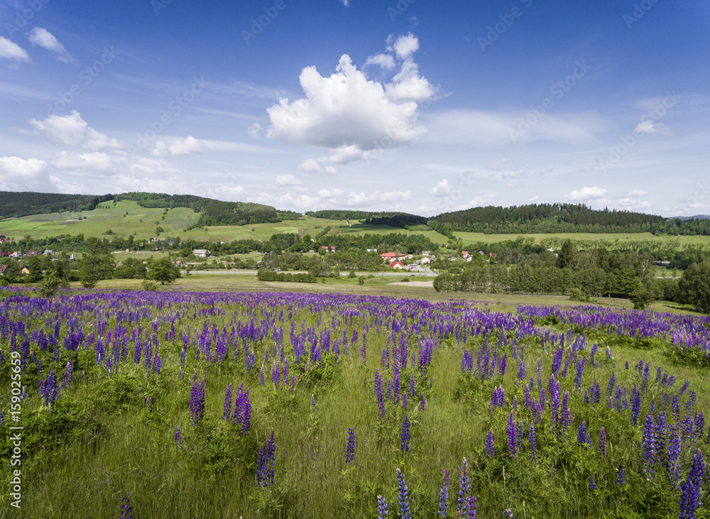 Fototapeta premium Aerial view of the summer time in mountains near Stronie Slaskie. Lupinus flowers on the hill - clouds over blue sky. View from above.