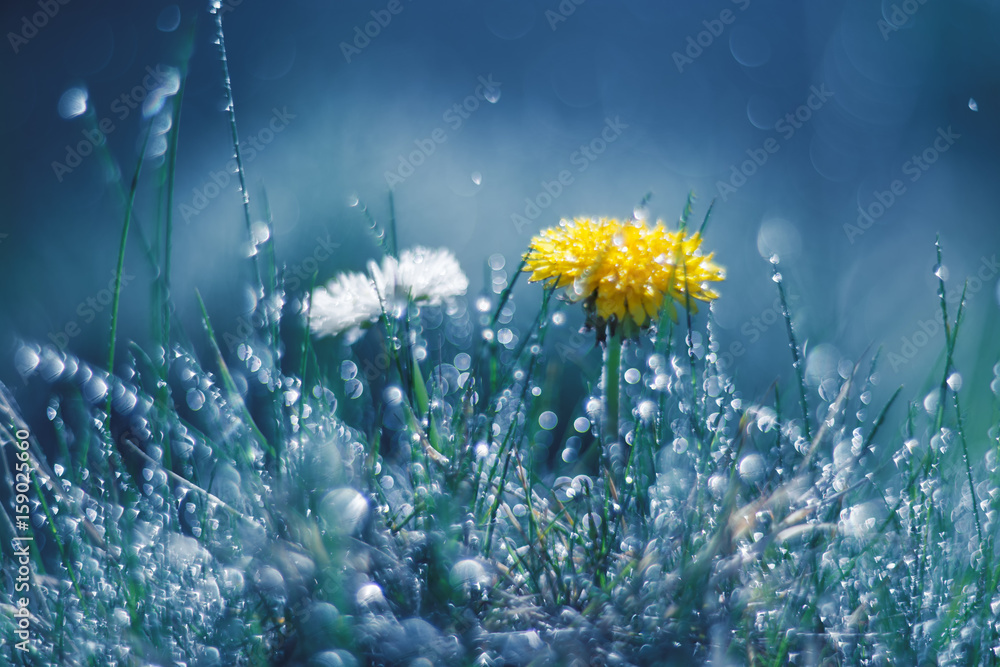 Dandelion and Daisy in the rain against a blue background. Beautiful work of art. Selective soft focus. - obrazy, fototapety, plakaty 