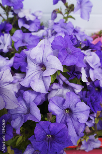 Many violet petunia flowers in garden