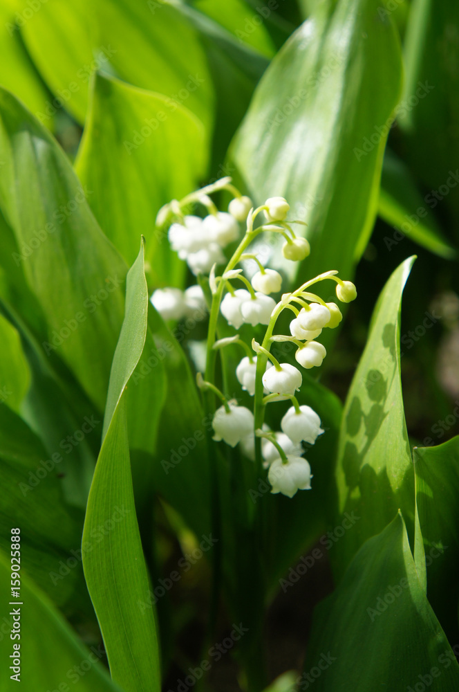 Fototapeta premium Lily of the valley or convallaria majalis white flowers with green vertical
