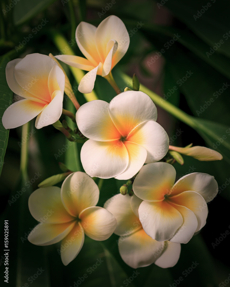 Plante exotique : fleur de frangipanier - Plumeria Stock Photo | Adobe Stock