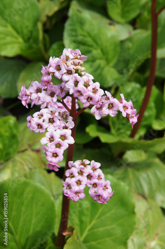Red flowers of bergenia crassifolia or eather bergenia or pig squeak with green vertical