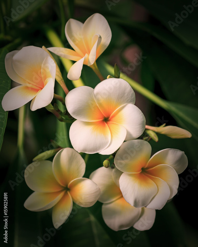 Plante exotique   fleur de frangipanier - Plumeria  