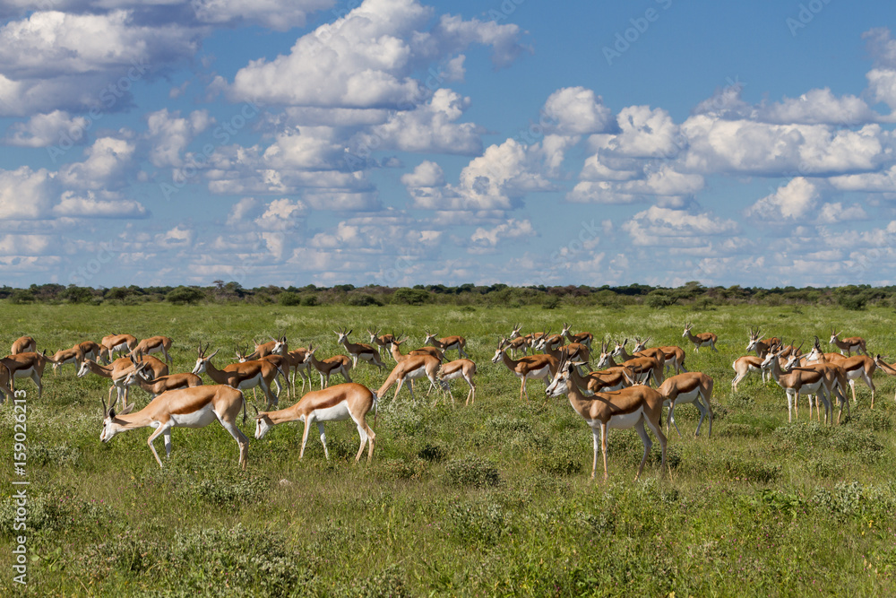 Herd of springboks at Etosha National Park Herd of springboks at Etosha National Park