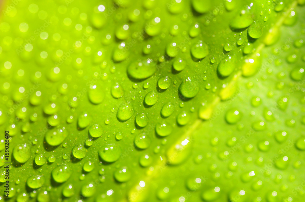 Green leaf close-up with drops of water