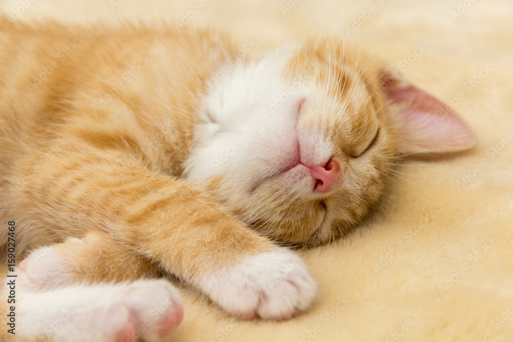 sleeping red kitten