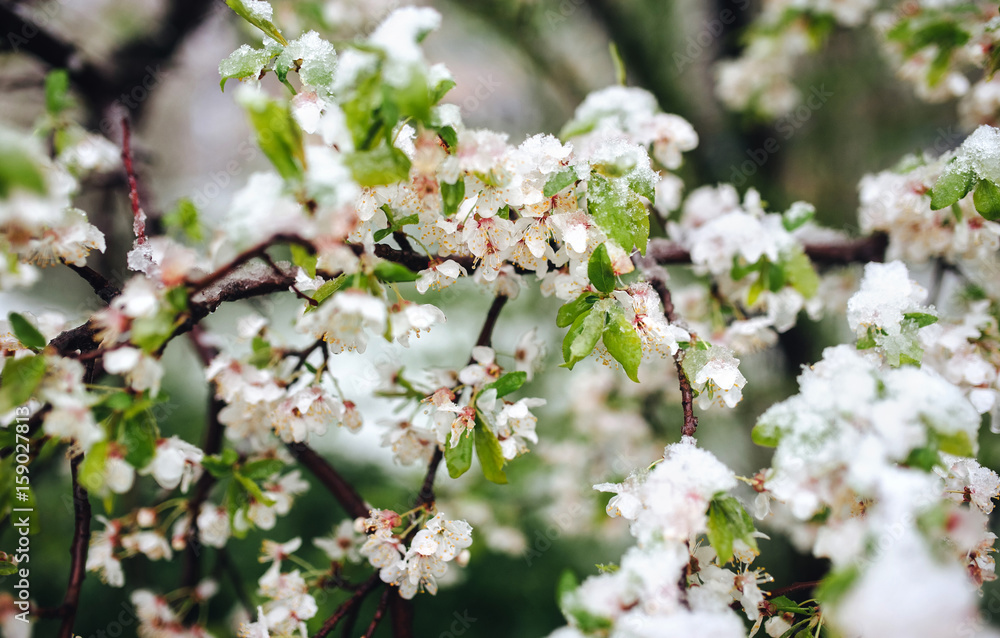 Abnormal natural phenomenon. Snow, frost, frost in late spring during the flowering of trees. The branch of a blossoming cherry under the snow, the death of the flowering blossoms. Abnormal natural phenomenon. Snow, frost, frost in late spring during the flowering of trees. The branch of a blossoming cherry under the snow, the death of the flowering blossoms.