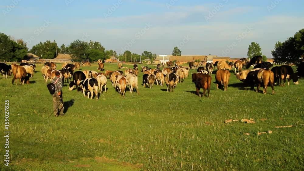 Cows graze on nature Cows graze on nature
