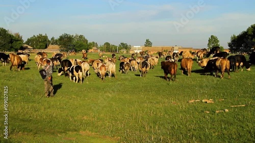 Wallpaper Mural Cows graze on nature Torontodigital.ca