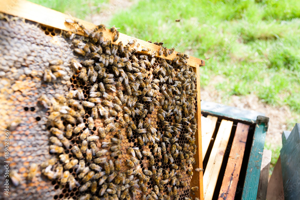 Open hive, beekeeping