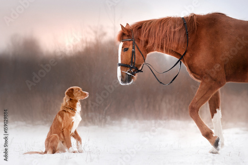 Fotografie Dog and horse outdoors in winter