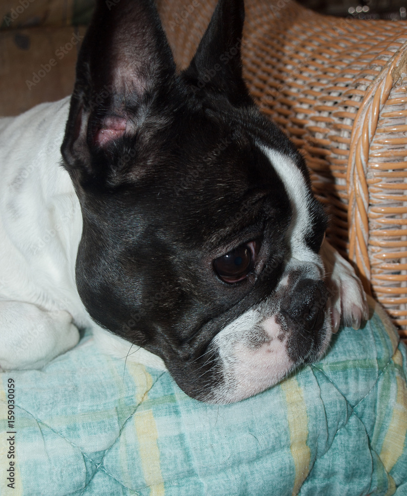 Bulldog francés, Luna