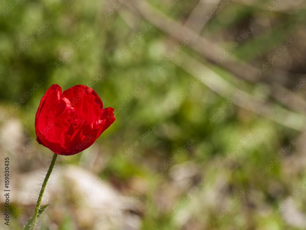 Red poppy on countryside with copy space at springtime