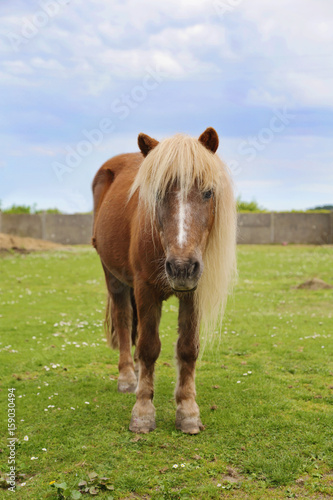 poney brun avec longue crinière blonde dans pré