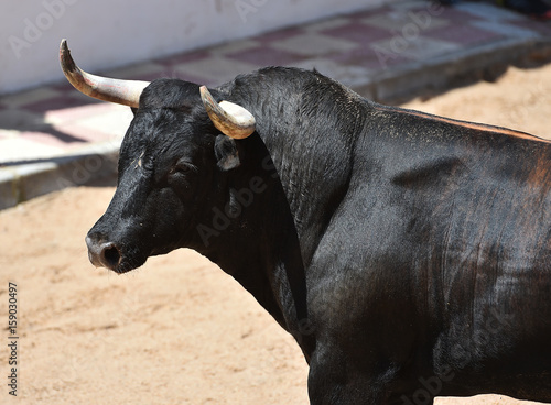 bull