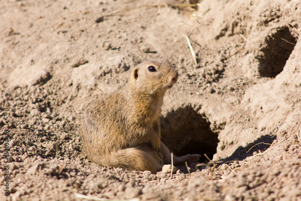 Cynomys ludovicianus Cynomys ludovicianus
