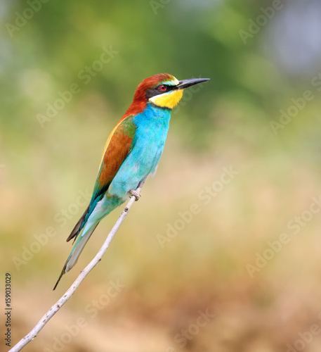 European bee-eater ( Merops Apiaster ) sitting on the branch. Blurry background