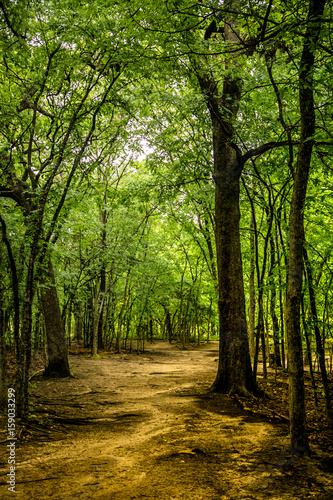 An archway of trees in the forest over a dirt path in the sunlight.