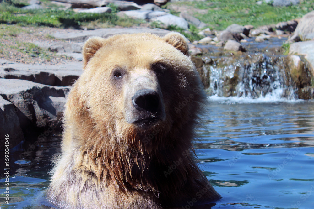 Fototapeta premium grizzly bear