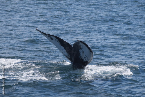 Whale tail