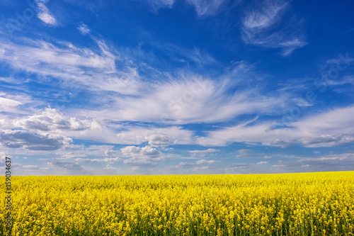 Beautiful landscape with a bright colorful yellow rape field on a background of blue sky with clouds.