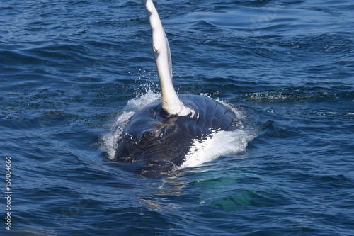 Whale in Atlantic Ocean