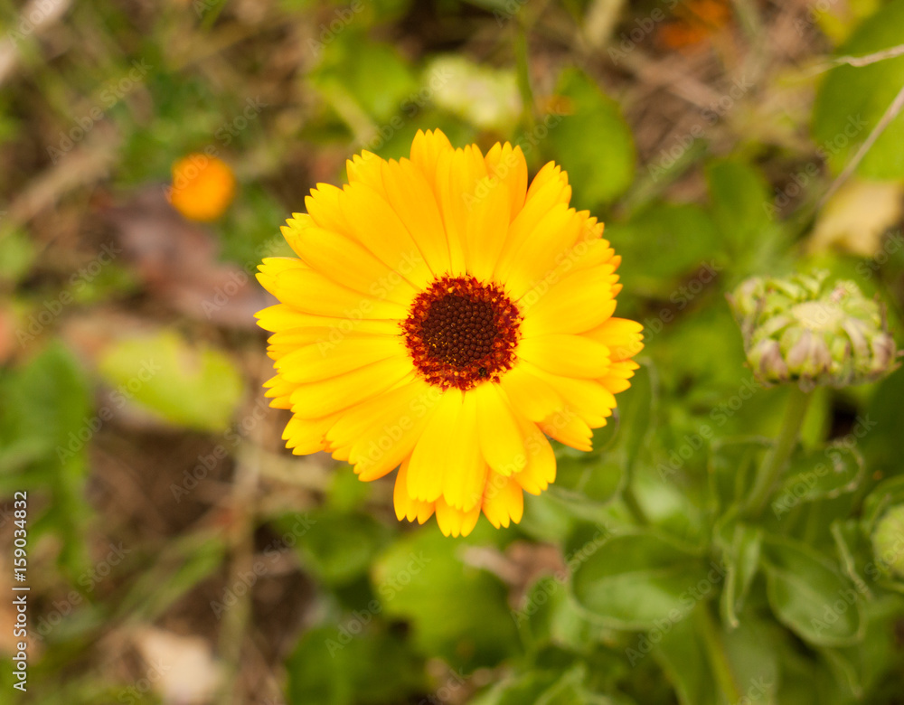 a gorgeous close up of a golden wild yellow gerbera outside on the ground on a spring day pretty blossom flower a gorgeous close up of a golden wild yellow gerbera outside on the ground on a spring day pretty blossom flower