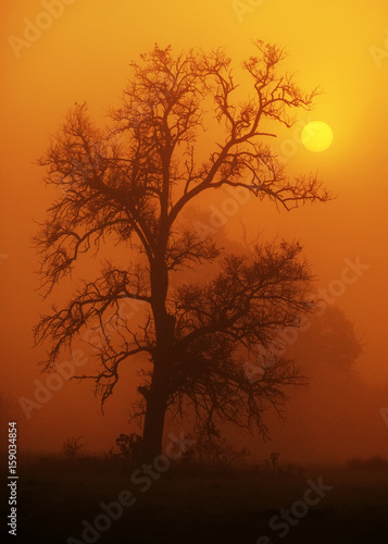 Single tree in misty landscape