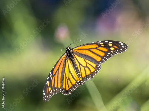  monarch butterfly (Danaus plexippus) © John Anderson
