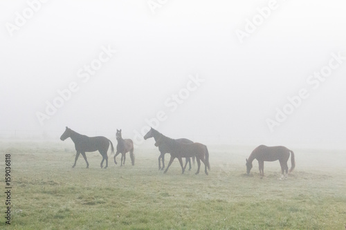 Pferde im Nebel