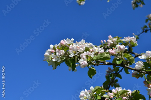 Apple Tree Flowers