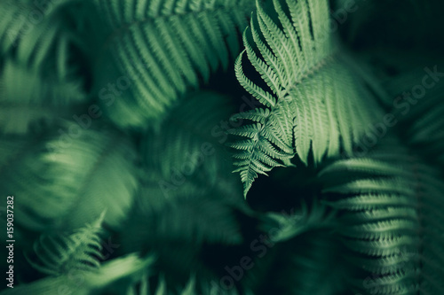 Beautiful fern leaves, macro
