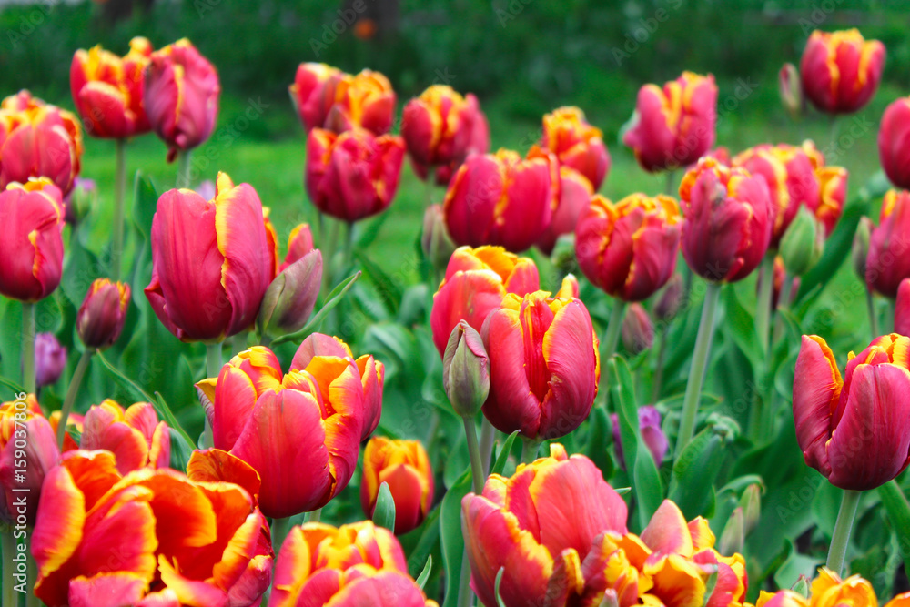 Magnificent tulips Magnificent tulips