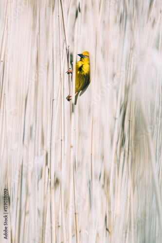 Male Weaver bird pirched on a reed photo